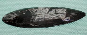 Orthoceras